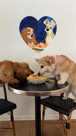 G L U T E N 🍞 C O R G I on Instagram: "Le remake de la belle et le clochard avec deux gloutons = fiasco assuré 🌹🐶❤️✨ Cette vidéo ne me fera jamais pas rire 😂 (Coucou @thecanineresidency) #saintvalentin #corgi #cocker #glouton #labelleetleclochard"