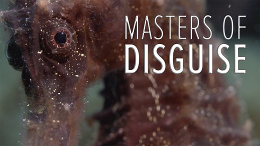 Under the sea, some creatures play peek-a-boo...but it's no laughing matter. Check out some of Love Nature's favorite masters of disguise! 🦀 | Love Nature