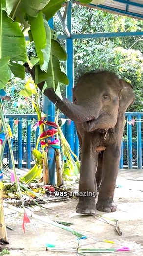 Rescue baby elephant finally feels safe 🥹 Special thanks to Aroon, Katherine & Family: @blesele | Cuddle Buddies