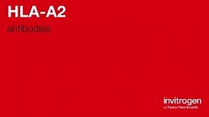Anti-HLA-A2 Antibodies | Invitrogen
