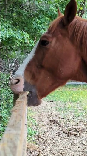 cribbing or crib-biting. a compulsive behavior in some horses
