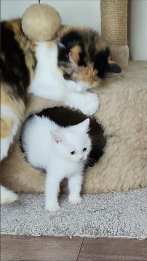 Sofia the cat plays with Dino the kitten. Part 2. #cats