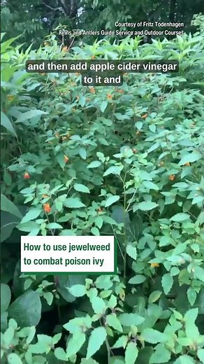 How to use jewelweed to combat effects of poison ivy #diy