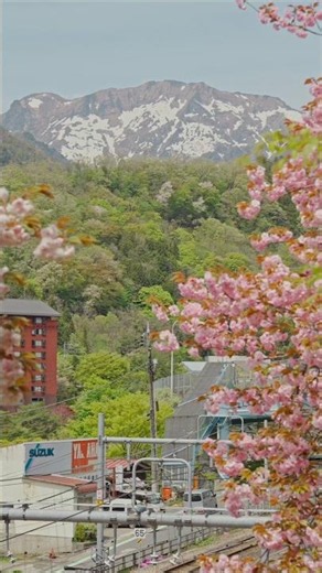 THE STAGGERING BEAUTY THAT IS SAKURA SEASON 🌸 #sakura #cherryblossom #桜季節 #群馬 #山桜