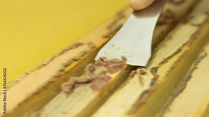 Taking propolis bee glue from hive frames. Harvesting natural bee made propolis from hive Stock Video