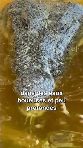 Un homme se fait dévorer par un crocodile en Indonésie