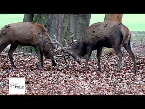 Red Deer Death Lock