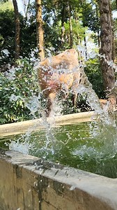 The big monkey jumped into the water😮😂 . . . . . . . . . . #MonkeyTales #monkeyjump #monkeyfunny | Monkey Tales