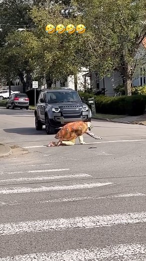 Turtle Crossing the Road #turtle #suit #Crossing | Shug and Eric