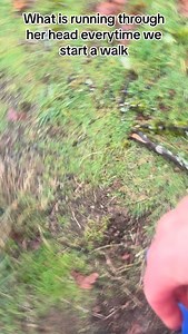 Another day in the life of Wednesday the Eurasian Eagle Owl. It’s started to rain hard and under another flood watch but out we go for a training session! | The Falconer