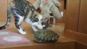 H-h-hello?? Mr. Turtle?? Are.. you there?? | Adorable Kittens