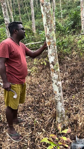 I’m not a professional rubber tapper, but I learned the skill from my parents. Even though I haven’t tapped for over 10 years, my 20 years of experience in rubber tapping hasn’t faded with time.. 😅