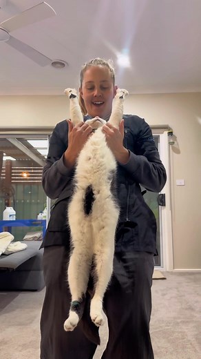 Best Ways To Stretch Your Cat