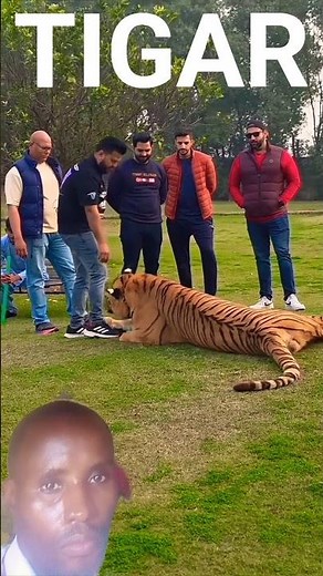 Training a Tiger?! 🐅 Incredible Animal Skills in Action!