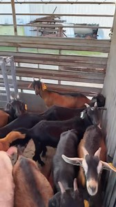 The goats are loaded up and headed to Abilene, Tx for Original Team Roping finals! We’ll be set up and ready to rope every night! We can’t wait to see everybody & best of luck to everyone roping this week!🐐🤙🏼 | BR Mobile Goat Roping
