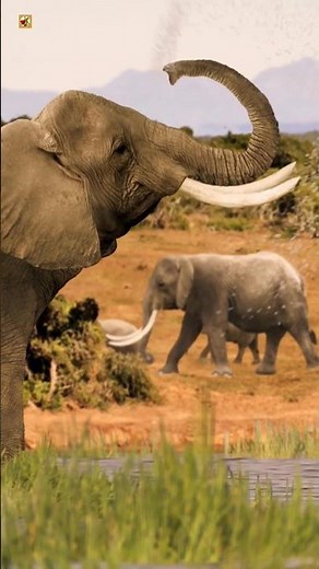 Elephant Sounds ( Elephant spraying water )