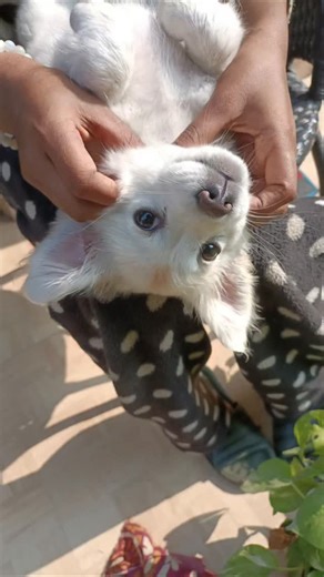 Bella 🌷 on Instagram: "Bella's massage session #dogmassage #caninemassage #dog #massage #dogmassagetherapy #dogsofinstagram #caninemassagetherapy #dogwellness #doghealth #doglover #massaggipercani #dogs #dogcare #caninemassagetherapist #paws #massagetherapy #dogrehabilitation #animalmassage #dogmassagetherapist #dogservices #doglovers #k #dogmassagepdx #happydog #dogtraining #dogmassageacademy #caninerehab #petmassage #lovemyjob #dogsarefamily"