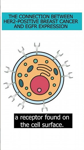 Understand the connection between HER2+ breast cancer & EGFR expression #HER2Positive