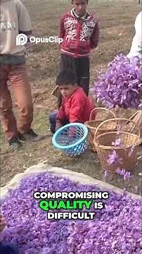 Saffron Farming Sustainable Cultivation & Quality Insights