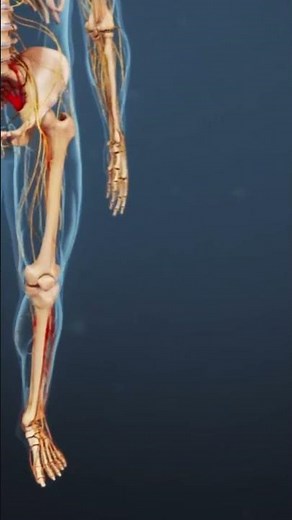What are the main causes of sciatica and how do the symptoms typically manifest?