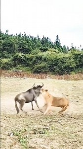 Lion vs Wildebeest – Fight for Survival! 🦁🦬