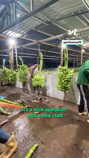 It's an impressively smooth operation 👏🍌 | VT