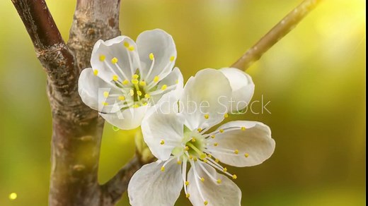 Beautiful Spring Cherry tree flowers blossom timelapse, extreme close up. Time lapse of Easter fresh blossoming cherry closeup. 4K UHD video