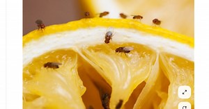 Nyáron könnyen elszaporodhat a konyhában a muslica, de ezt az illatot gyűlölik