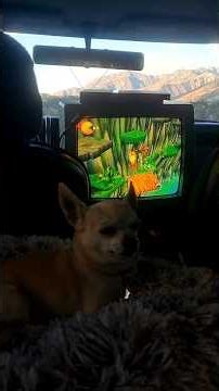 Playing PS2 in My Car #cargaming #ps2 #crt #ps2games #chihuahua #cargamingvideo #cargamingsetup