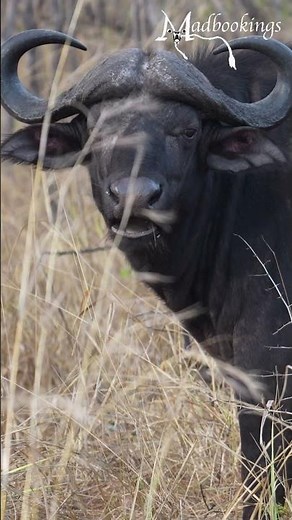 Buffalo in the Kruger National Park, South Africa.