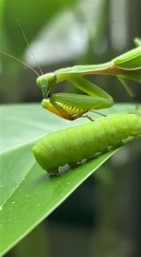 Mantis vs Caterpillar ⚡