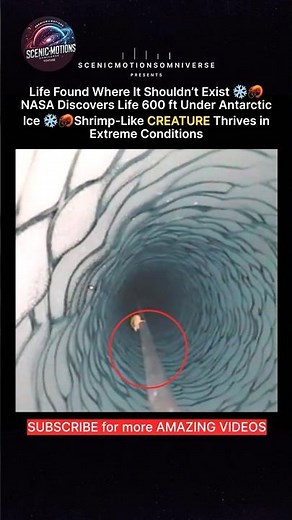 NASA Discovers Shrimp-Like Creature 600 ft Under Antarctic Ice ❄️🦐