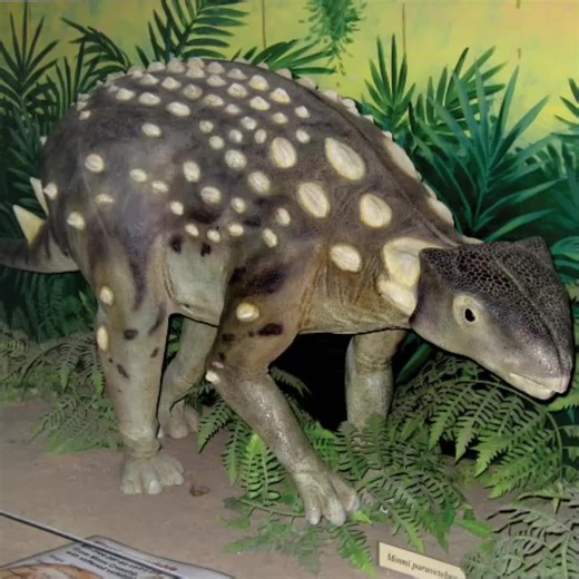 Minmi was a small, armored herbivorous dinosaur from Australia's Early Cretaceous period, notable for being the first ankylosaur discovered in the Southern Hemisphere and for its unique armor, including bony plates along its backbone (paravertebrae). It was a low browser, eating ferns, seeds, and other soft plants, and had relatively long legs for its size, suggesting it could run to escape predators. #minmi #dinosaur #dinotok #creed #postgrunge