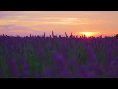 Lavender, flowers, nectar free stock video. Free for use & download.