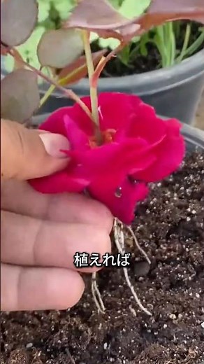 What happens when you stick a rose into an aloe plant? A rooting experiment yields surprising res...