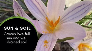 Crocus Mixed Color Bulbs for Planting - Easy to Grow Perennial Flowers for Garden or Landscape or Indoors (20 Bulbs)