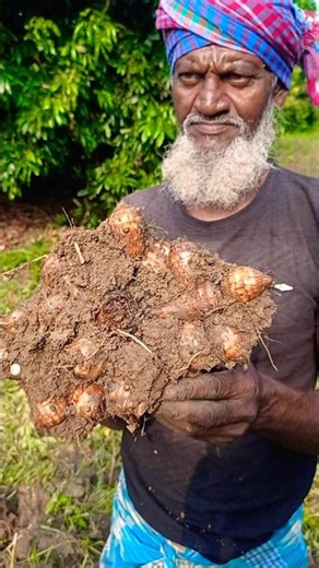 From Soil to Fresh Taro Root 🌱 #shorts