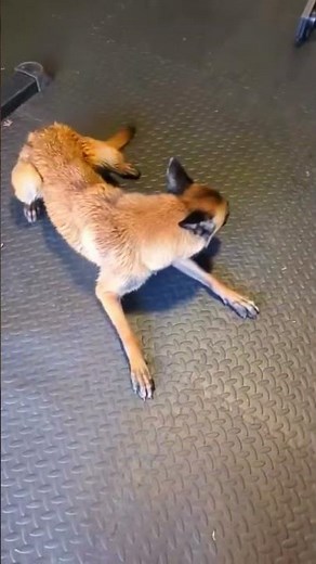 Hyperactive Malinois