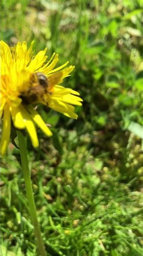 Bee Foraging on Yellow Dandelion in Spring Garden - Boulogne-Billancourt, France