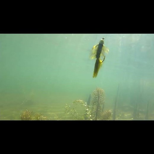 Trout Woolly Bugger Action Underwater