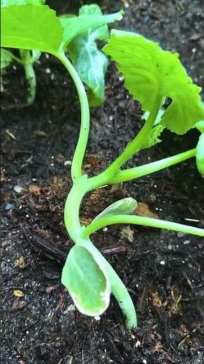 Squash Vine Borer Prevention