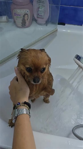 Splish splash, it’s spa day for my Pomeranian 🛁✨ Watch this fluffball turn bath time into pure cuteness overload! #Pomeranian #DogBath #PetTok #FluffyDog #DogMom
