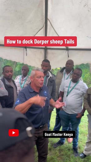 How to Dock Dorper Sheep Tails - Essential Sheep Farming Guide