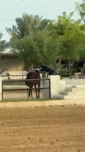 Dog jumps on Horse 😱#greyhounddog #horselife #animals