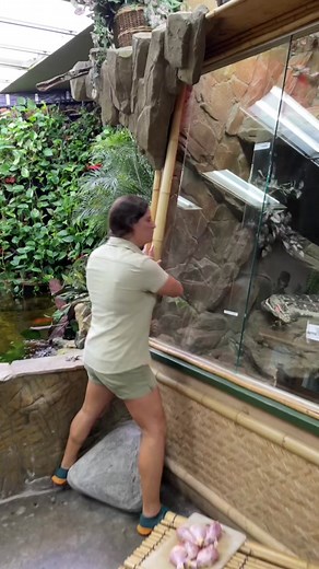 Frank (aka Mr Kipling) and his roommate are always ready for feeding time 🍗 #reptile #lizard #turtle