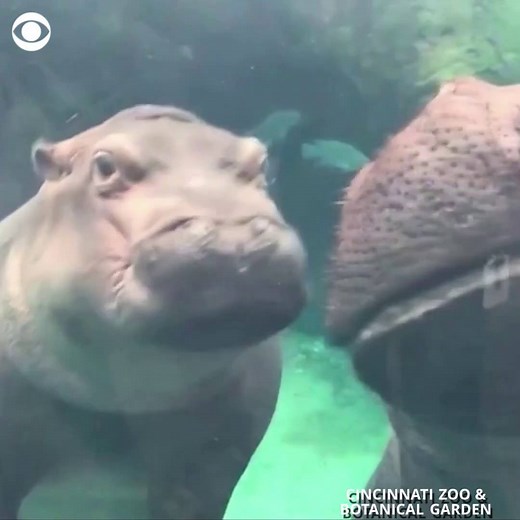 WATCH: Fiona the Hippo steals the internet’s heart yet again — this time, by giving her mother a kiss on the cheek https://cbsn.ws/2vY9eWE | CBS News