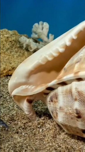Venomous cone snail