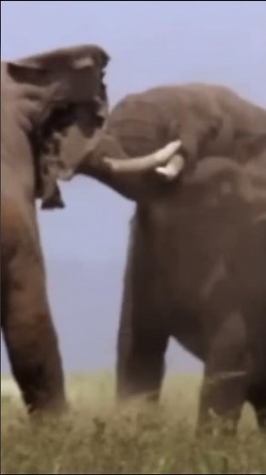 When Elephants Go to War – Wild Strength Unleashed