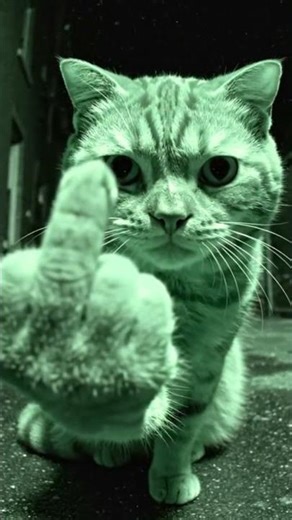 😼😼#cat #catvideos #catshorts #funny #funnyvideo #memes #ai #fyp #viral #viralvideo