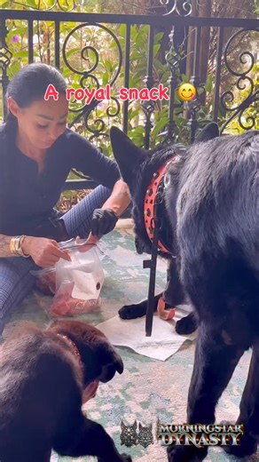 The royals are 10 weeks 🥹 They’ve been working very hard - training - obedience and hunting😃 Their afternoon snack was guineafowl heads and beef tracheas from @therawconcierge of course 😁 They are big fans 🤗🐺👑🐾🖤❤️💙🩷💖💕🫶🏼 | Lucifer Morningstar Fuchs